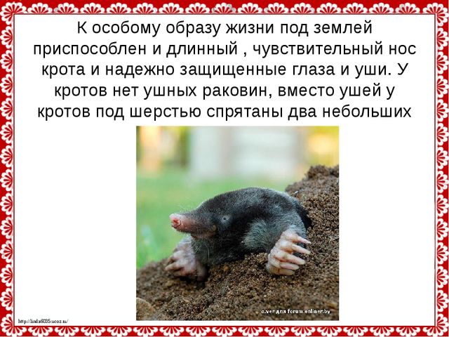Слепые землекопы. Презентация