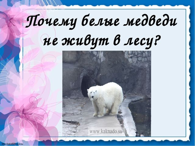 Презентация для детей. Белые медведи