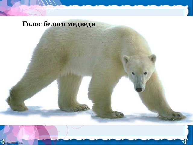 Презентация для детей. Белые медведи