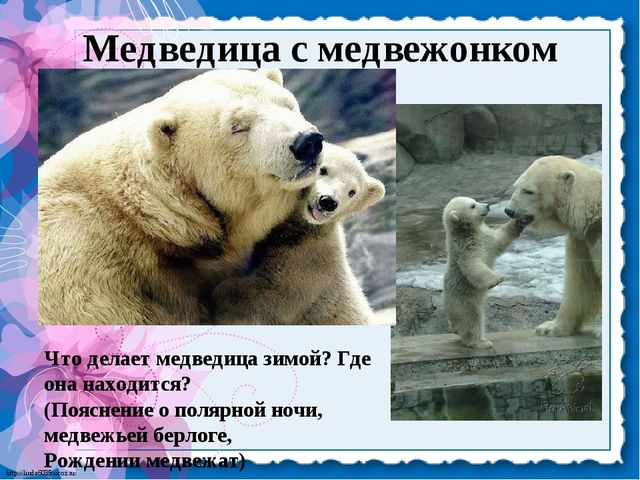 Презентация для детей. Белые медведи
