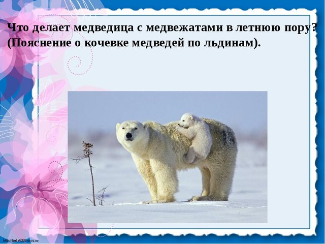 Презентация для детей. Белые медведи