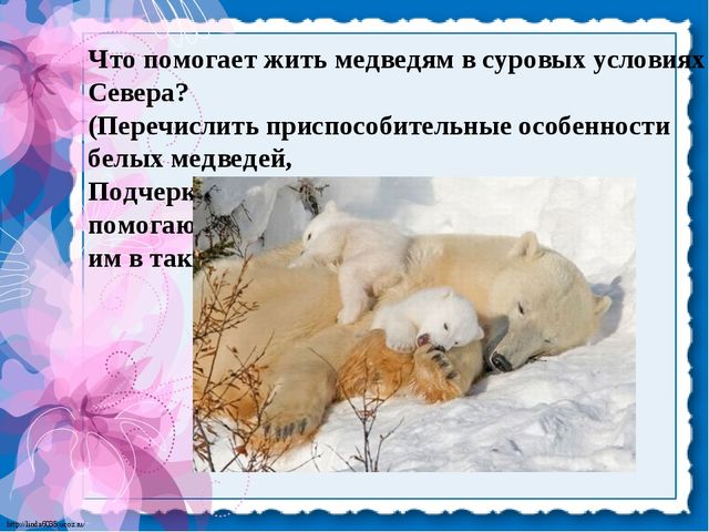 Презентация для детей. Белые медведи