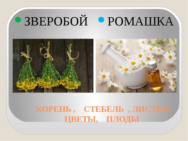 Интерактивная игра по валеологии (закрепление знаний о лекарственных травах) Что нас лечит?