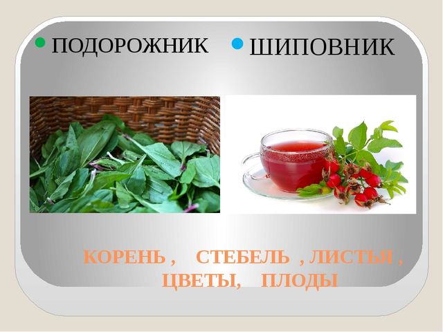 Интерактивная игра по валеологии (закрепление знаний о лекарственных травах) Что нас лечит?