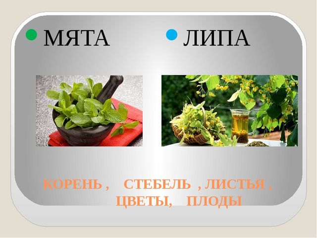 Интерактивная игра по валеологии (закрепление знаний о лекарственных травах) Что нас лечит?