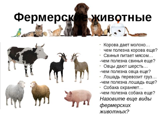 Презентация для детей по знакомству с домашними животными