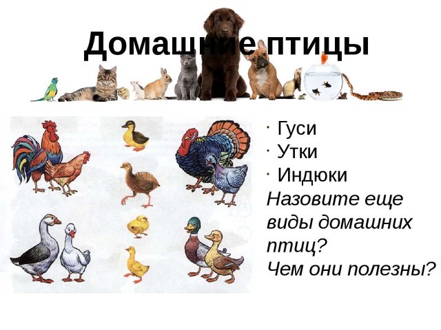 Презентация для детей по знакомству с домашними животными