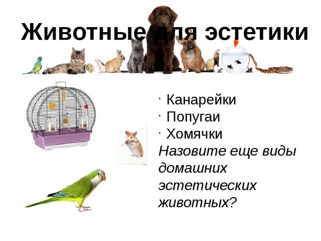 Презентация для детей по знакомству с домашними животными