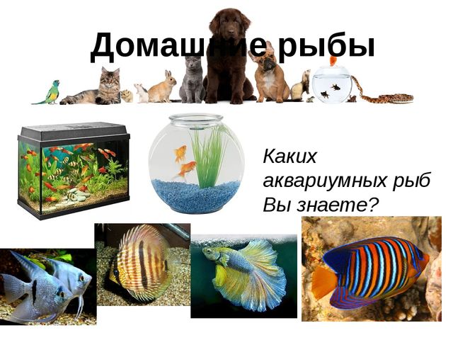 Презентация для детей по знакомству с домашними животными