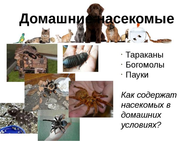 Презентация для детей по знакомству с домашними животными