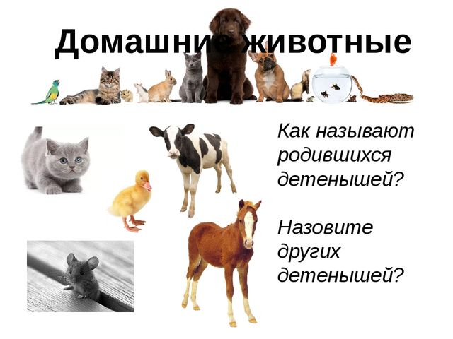Презентация для детей по знакомству с домашними животными