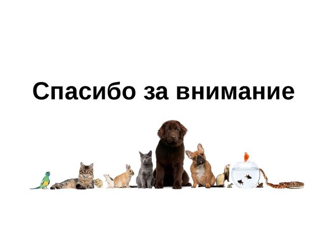 Презентация для детей по знакомству с домашними животными