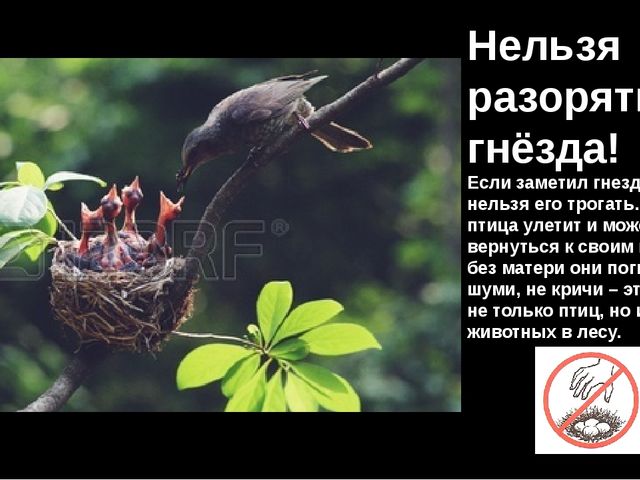 Братья наши меньшие. Презентация к занятию по экологии для старшей группы
