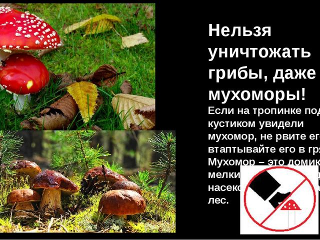 Братья наши меньшие. Презентация к занятию по экологии для старшей группы