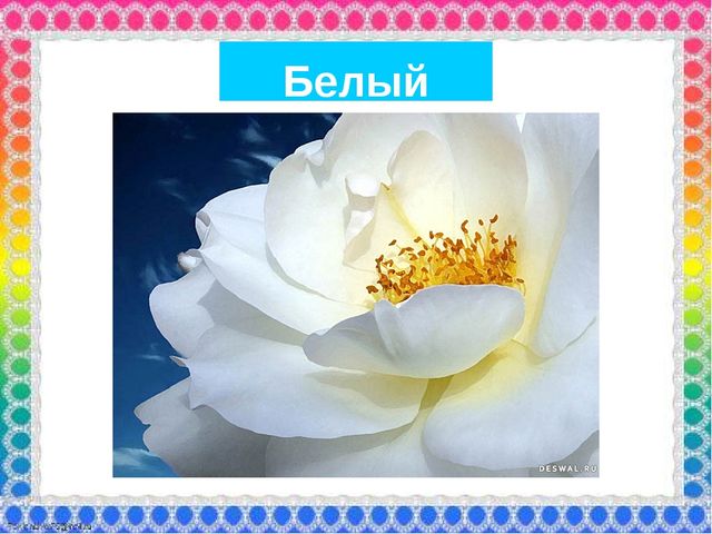 О роли ЦВЕТА в жизни человека