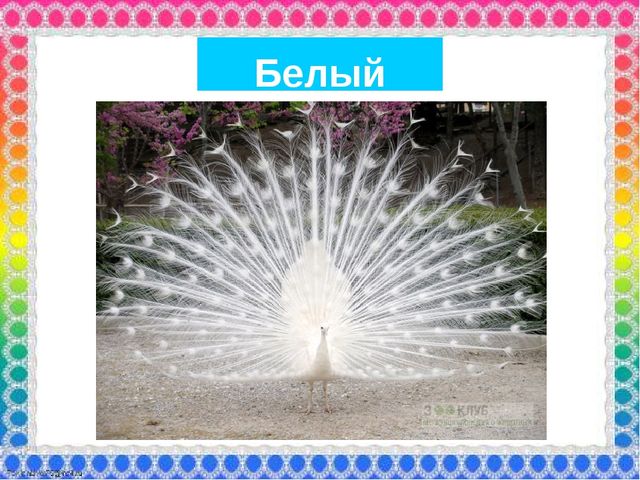 О роли ЦВЕТА в жизни человека