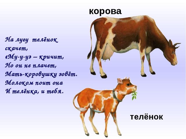 Домашние животные и их детёныши. Презентация для дошкольников