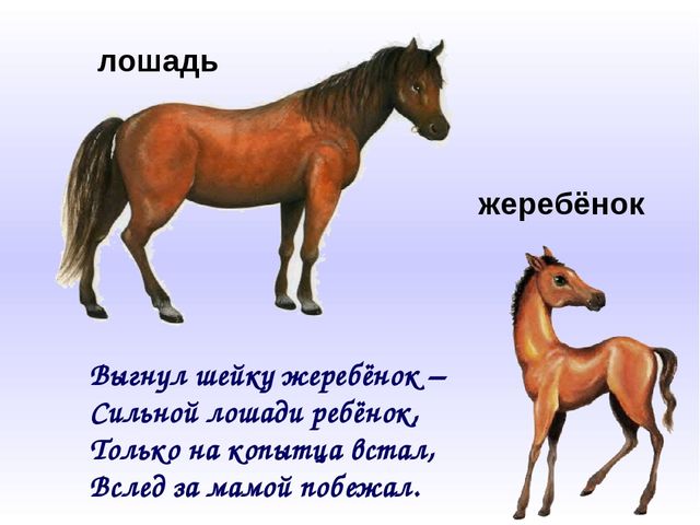 Домашние животные и их детёныши. Презентация для дошкольников