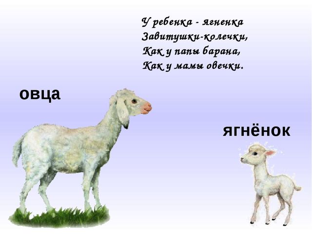 Домашние животные и их детёныши. Презентация для дошкольников