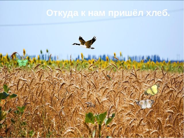 От куда к нам пришёл хлеб? Презентация по окружающему миру