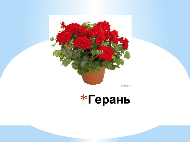 Знакомство детей с комнатными растениями