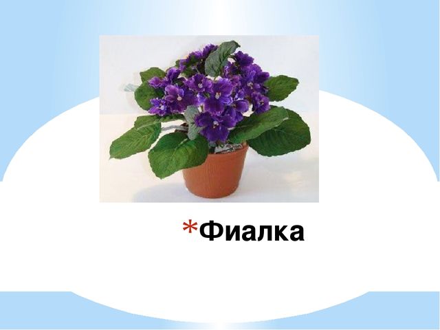Знакомство детей с комнатными растениями