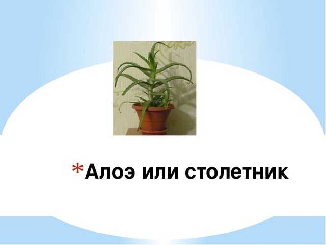 Знакомство детей с комнатными растениями
