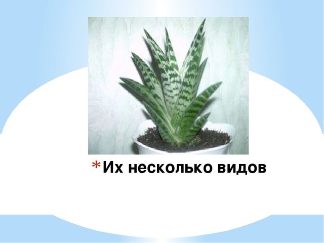 Знакомство детей с комнатными растениями