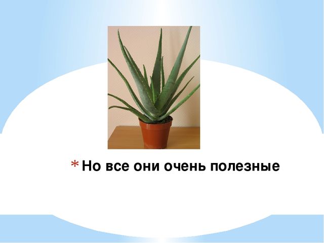 Знакомство детей с комнатными растениями