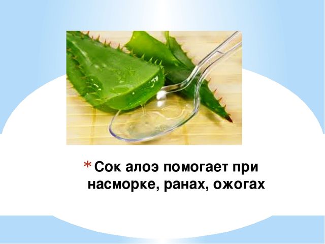 Знакомство детей с комнатными растениями