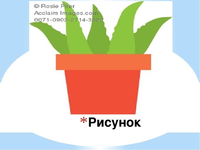 Знакомство детей с комнатными растениями