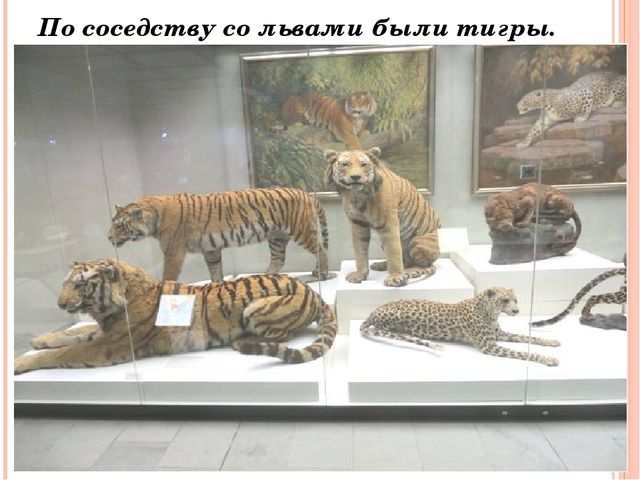 Осенние приключения. Презентация по окружающему миру