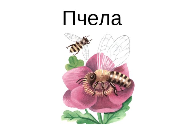 Презентация для детей дошкольников. Насекомые