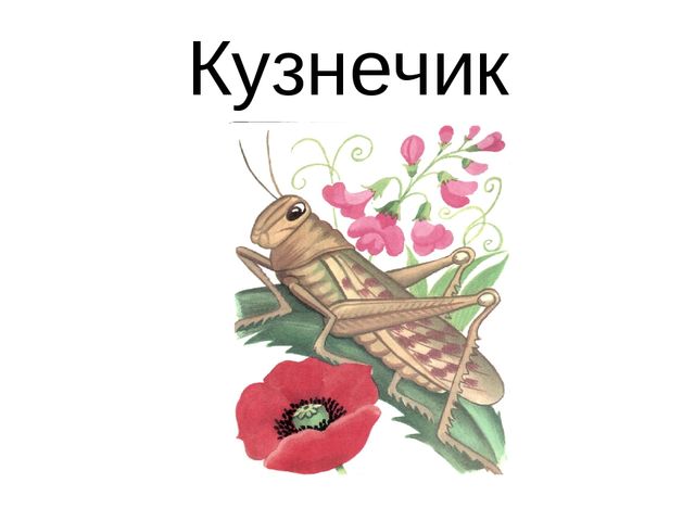 Презентация для детей дошкольников. Насекомые