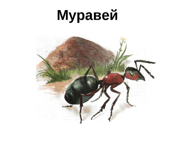 Презентация для детей дошкольников. Насекомые
