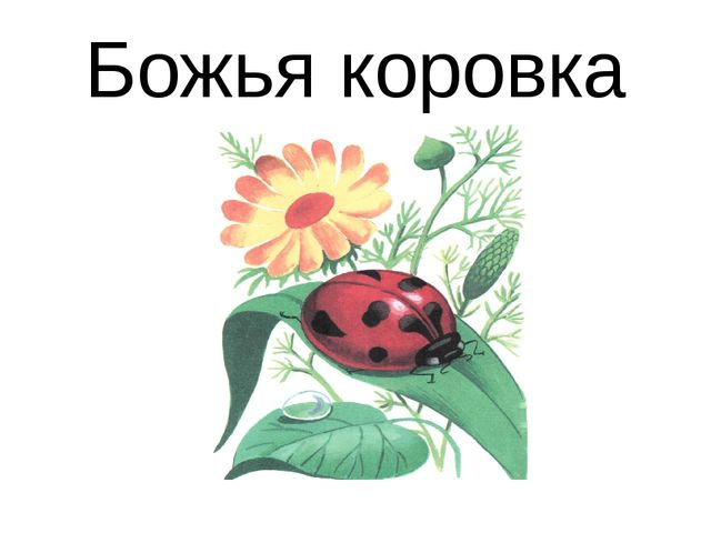 Презентация для детей дошкольников. Насекомые