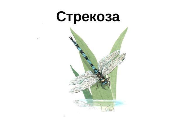 Презентация для детей дошкольников. Насекомые