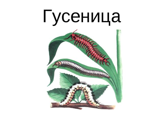 Презентация для детей дошкольников. Насекомые