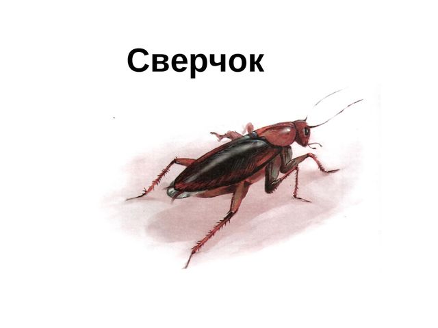Презентация для детей дошкольников. Насекомые