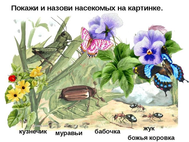 Презентация для детей дошкольников. Насекомые