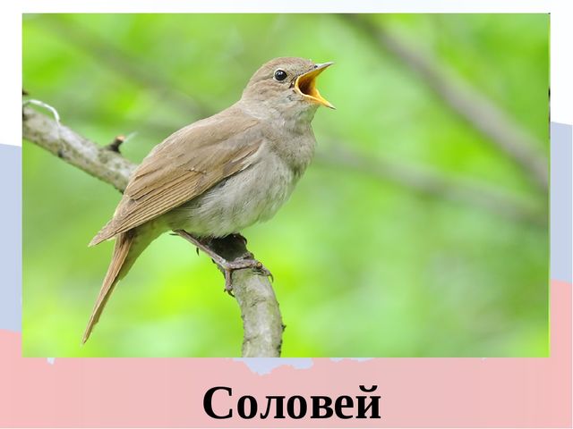 Моя родина Россия. Игра для дошкольников