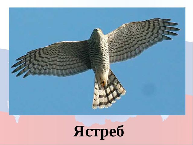 Моя родина Россия. Игра для дошкольников
