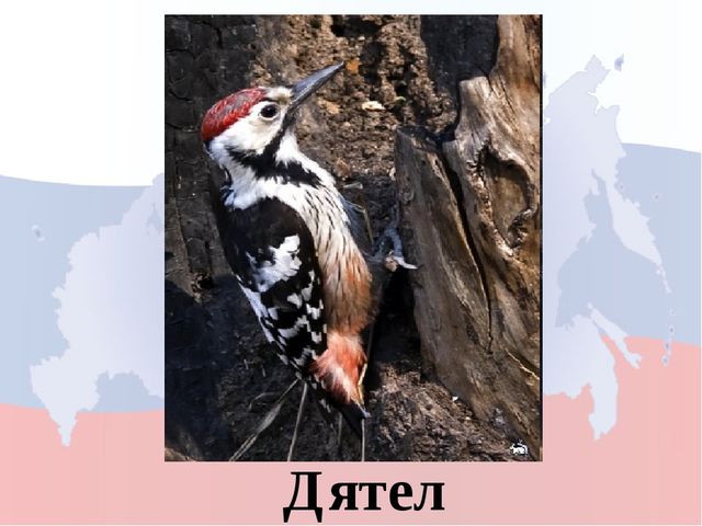 Моя родина Россия. Игра для дошкольников