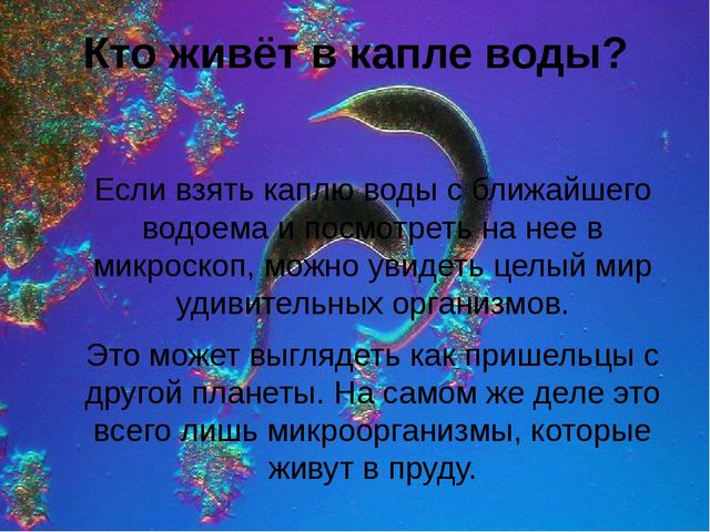 Презентация на воде и влесу 2 класс школа россии окружающий мир