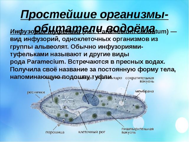Капля воды. Презентация по окружающему миру