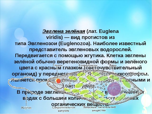 Капля воды. Презентация по окружающему миру