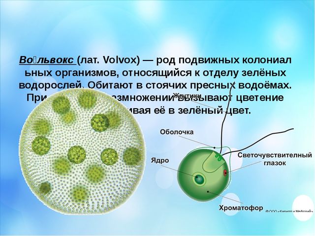 Капля воды. Презентация по окружающему миру
