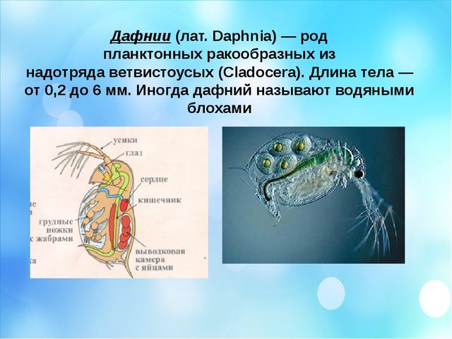 Капля воды. Презентация по окружающему миру