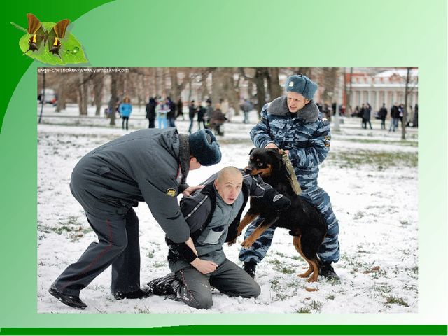 Как животные помогают человеку. Презентация к конспекту по ознакомлению с природой в детском саду