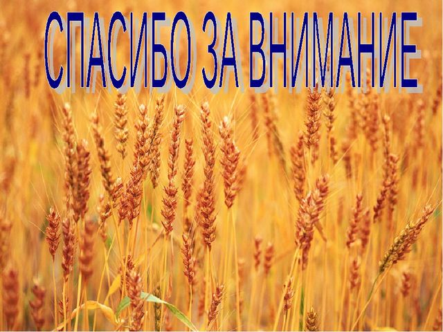 Хлеб всему голова. Презентация к ООД